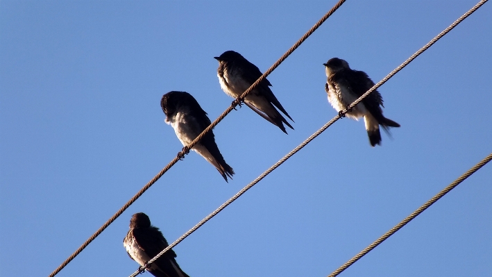 Foto Alam burung sayap langit