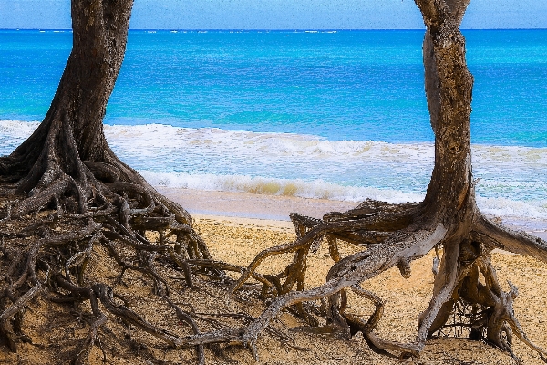 Beach driftwood sea coast Photo