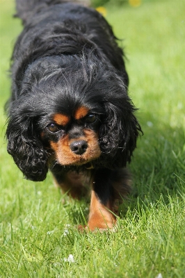 Foto Cane animale carino canino
