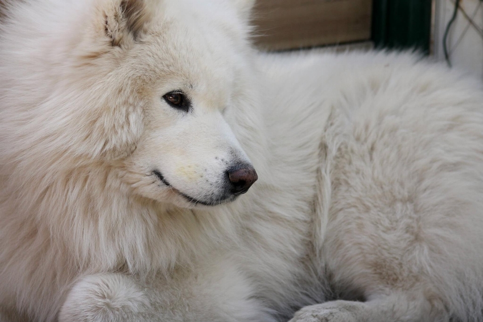 Blanc chien animal mignon