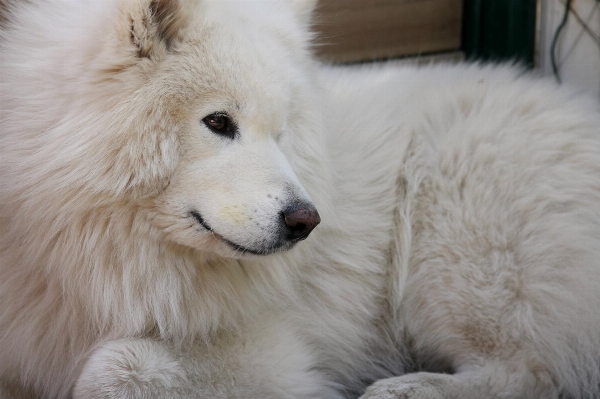 White dog animal cute Photo