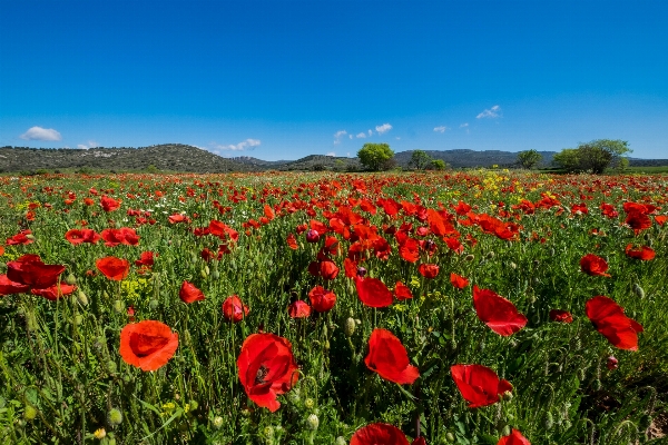 Landscape nature plant sky Photo