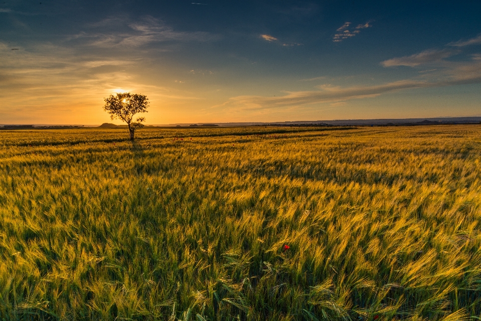 Landscape tree nature grass