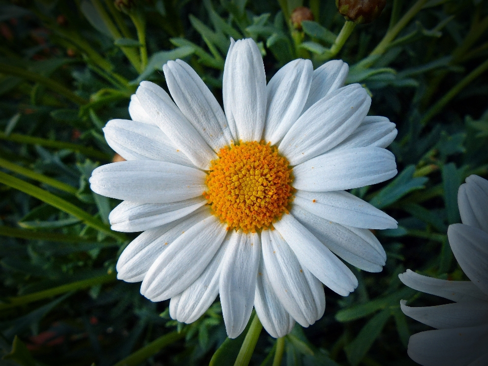 Naturaleza florecer planta blanco