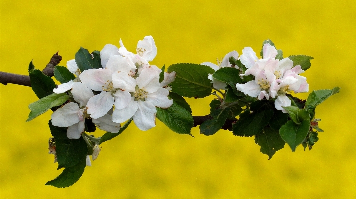 Apple 자연 나뭇가지 꽃 사진