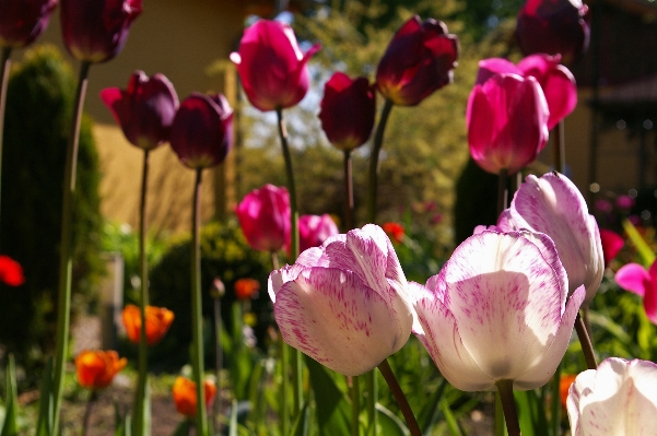 Nature open plant flower Photo