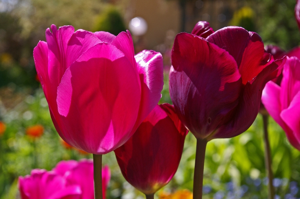 Nature open plant flower