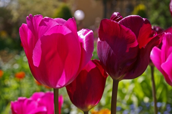 Natur offen anlage blume Foto