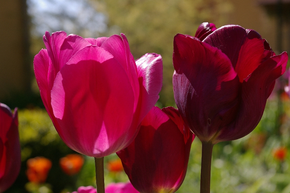 Natura aprire pianta fiore