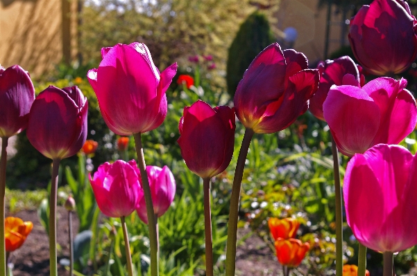 Natur offen anlage blume Foto