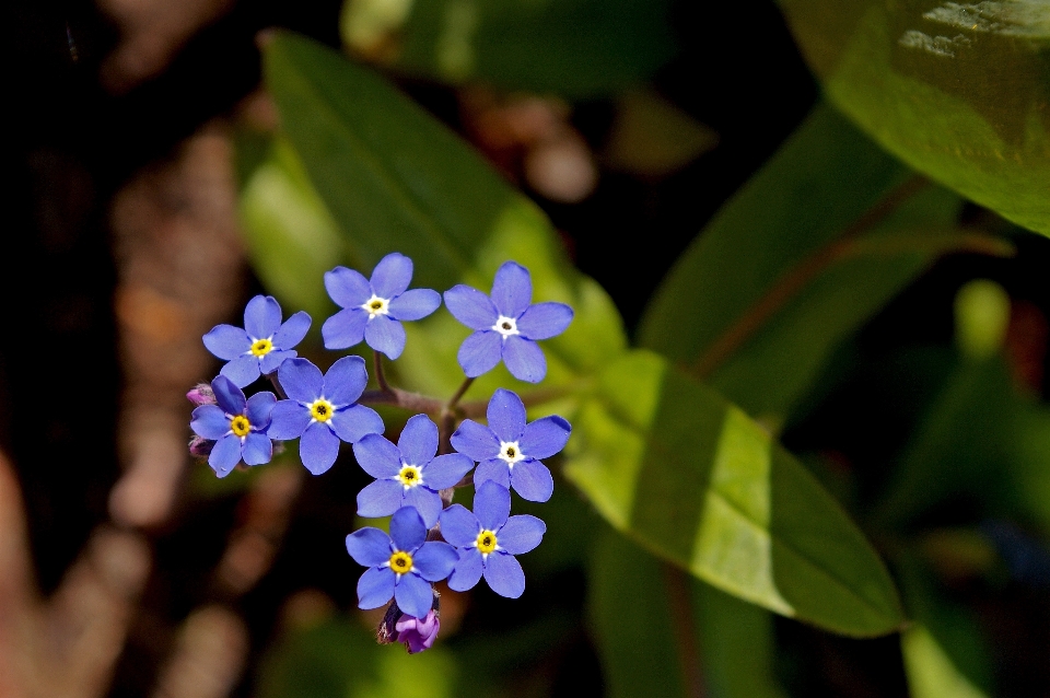 Nature fleurir usine doux