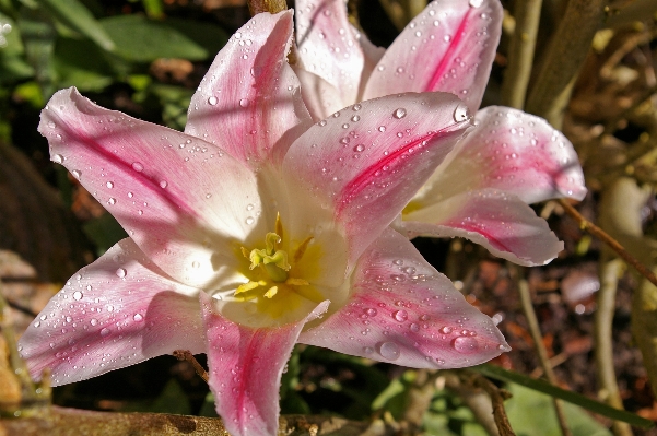 Nature blossom open plant Photo