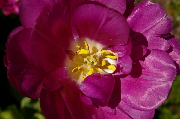 Nature blossom open plant Photo