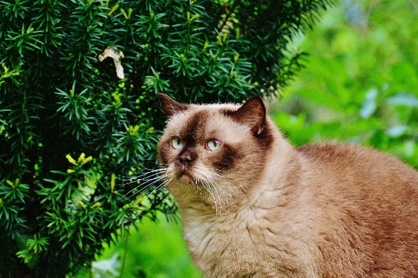 Foto Erba dolce animale carino