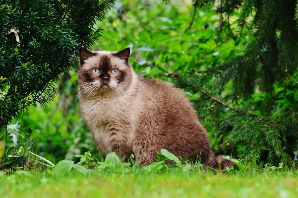 Foto Erba dolce fiore animale