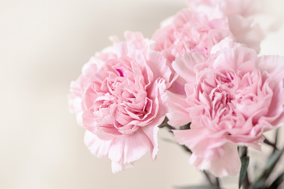 Plant flower petal pink