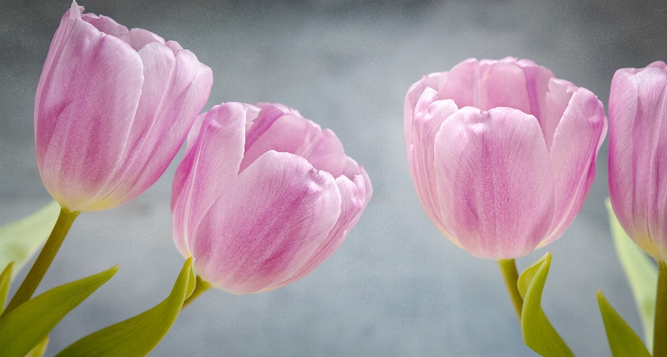 Blossom plant flower petal