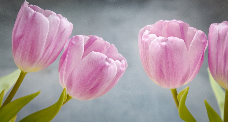 Blossom plant flower petal Photo