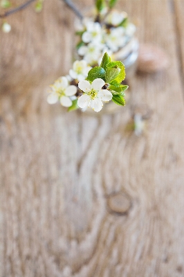 Zweig blüte anlage holz Foto