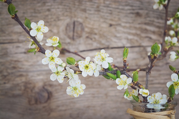 Branch blossom plant wood Photo