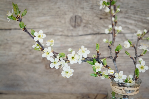 Branch blossom plant wood Photo