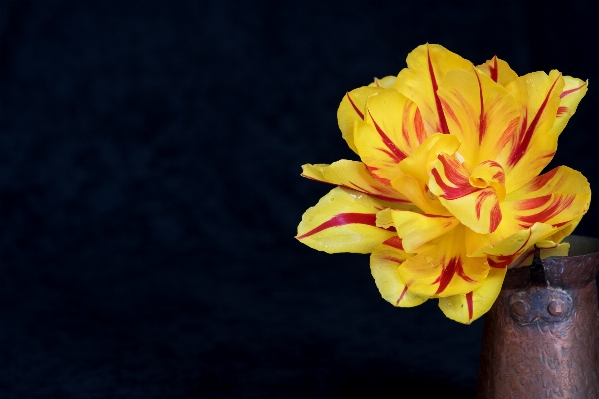 Blossom plant photography flower Photo