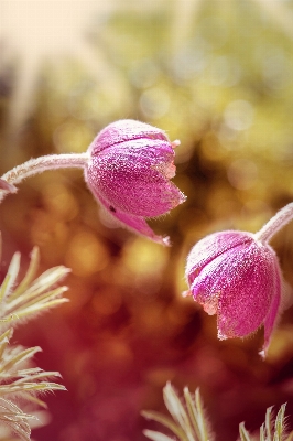 Nature branch blossom light Photo