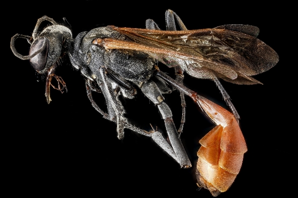 Nature wing photography fly Photo