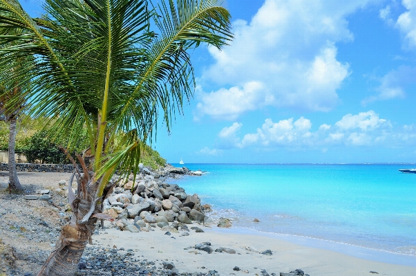 Beach sea coast tree Photo