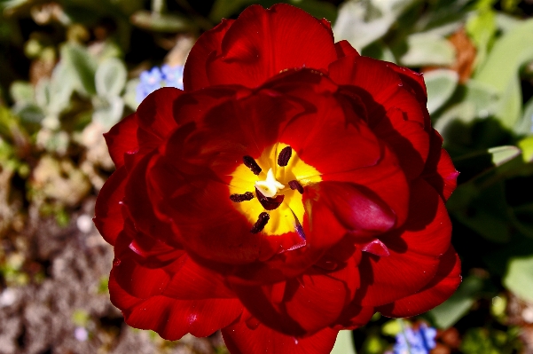 Nature blossom open plant Photo