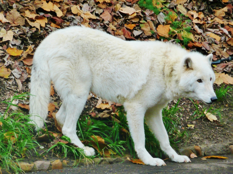 White dog zoo mammal