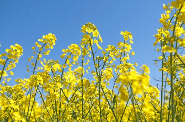 Plant sky field meadow Photo