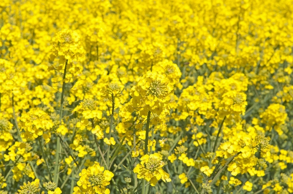 Plant field meadow flower Photo