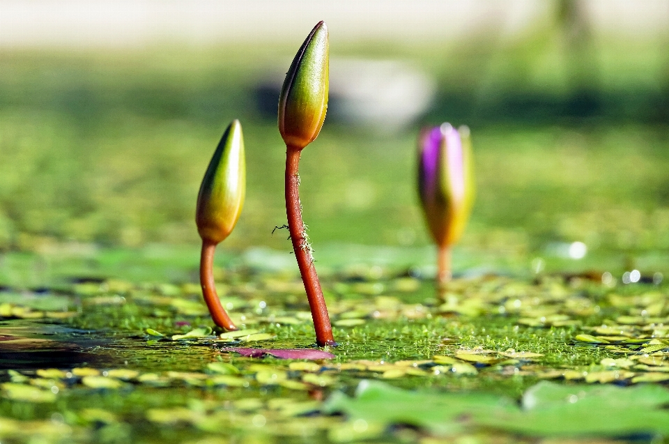 Water nature grass plant