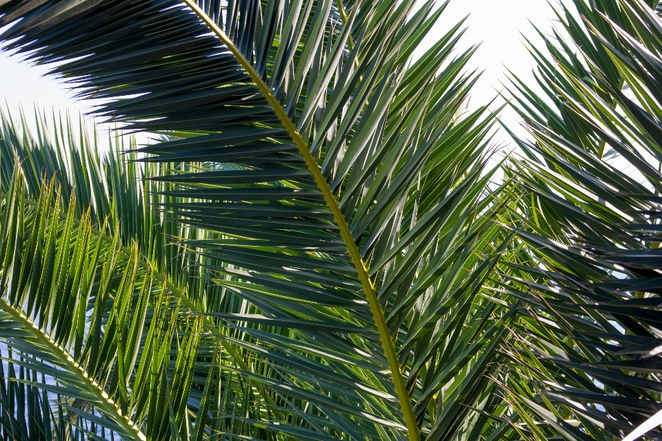 árbol rama planta luz de sol