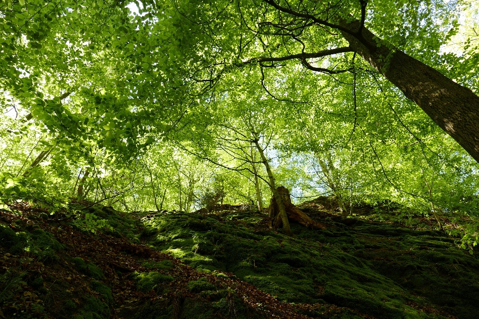 Tree nature forest rock