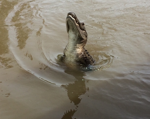 Water swamp animal river Photo