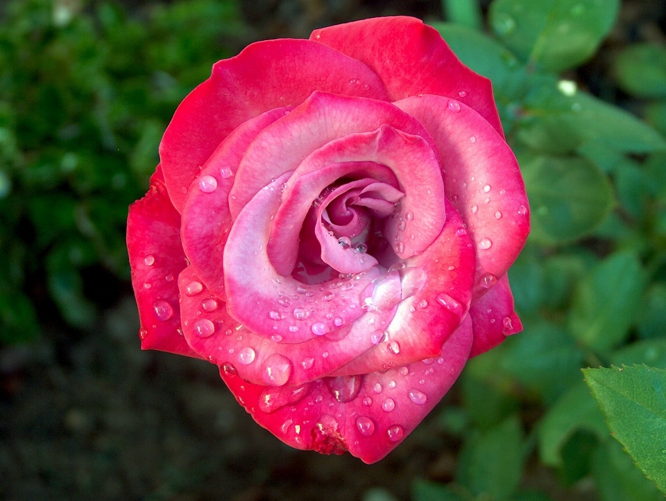 Wasser natur blüte tau