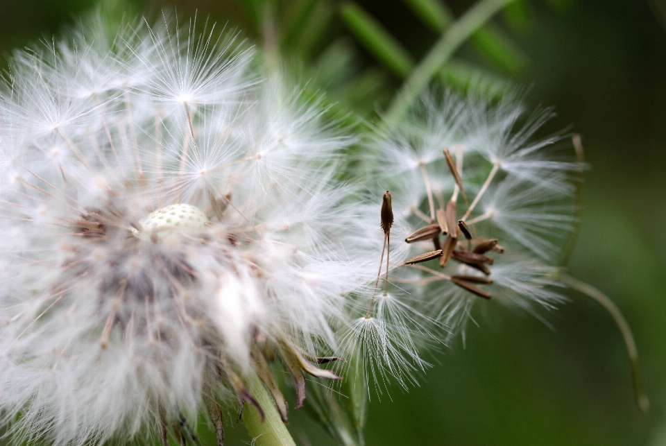 Nature grass branch plant