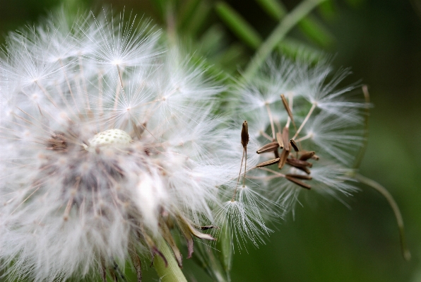 Nature grass branch plant Photo