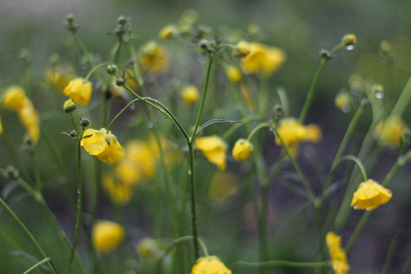 Landscape nature grass outdoor Photo