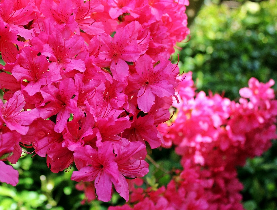 Blossom plant flower petal