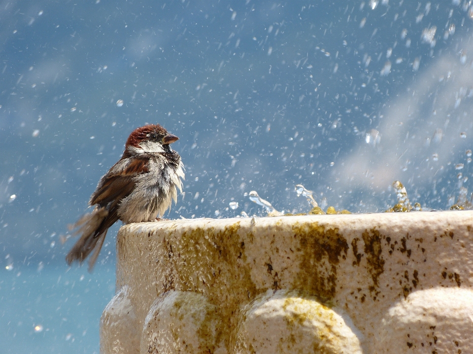 Wasser schnee winter vogel