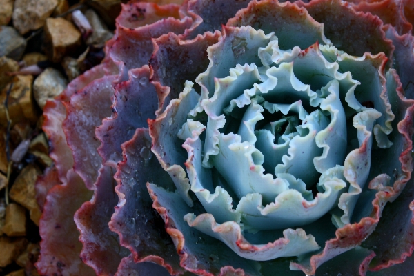 Nature cactus plant leaf Photo