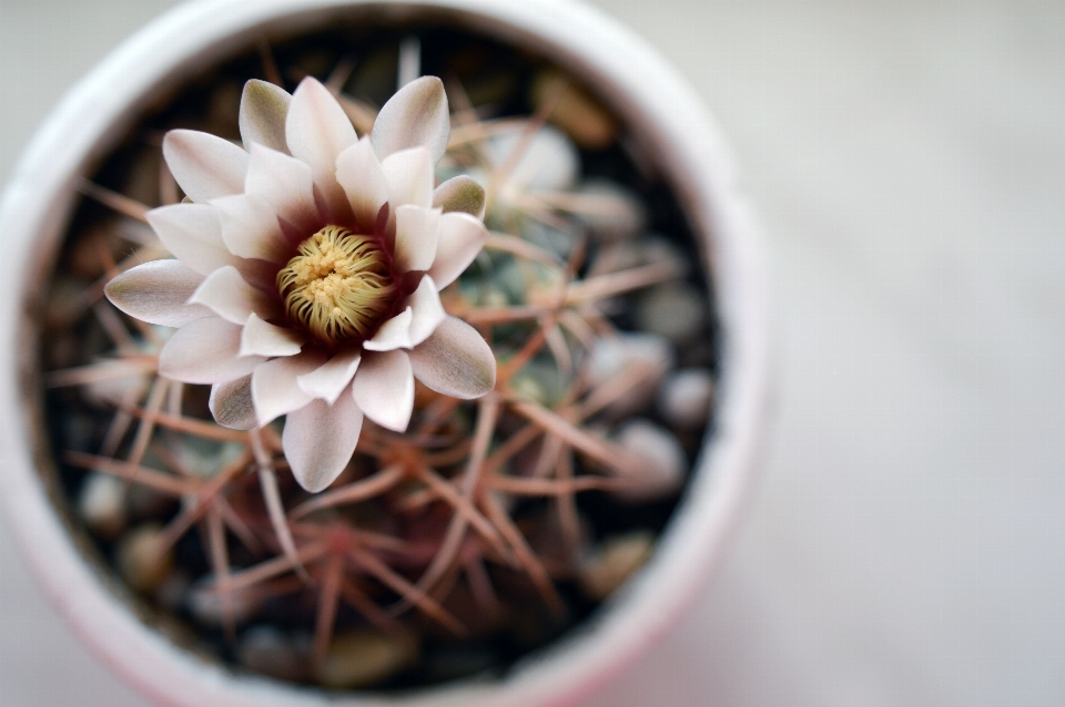 カクタス
 植物 花 花弁