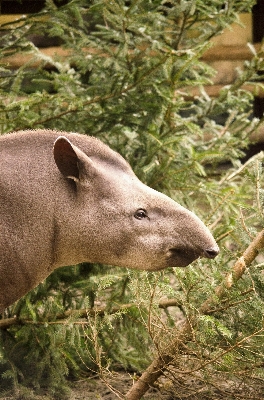 Gras tier tierwelt zoo Foto