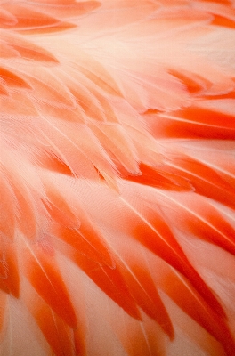 Bird wing flower petal Photo