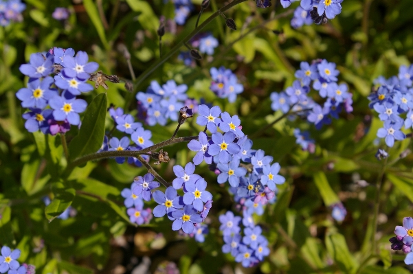 Nature blossom plant meadow Photo