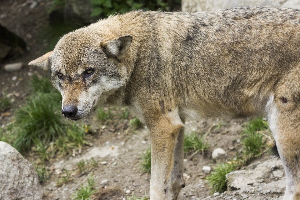 Animal animais selvagens mamífero lobo