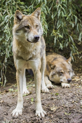 Foto Animais selvagens mamífero lobo predador